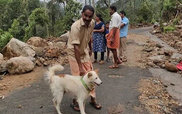 dog