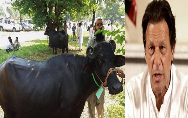 imran khan buffalo