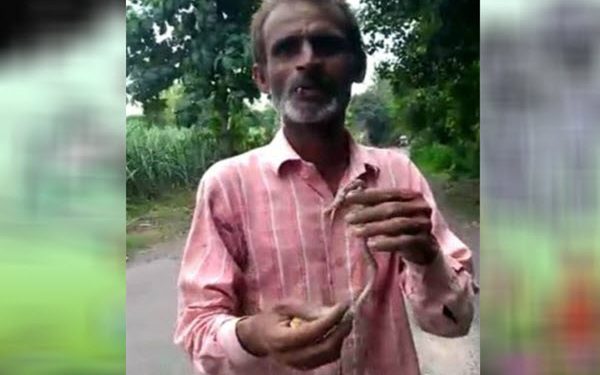live snake death