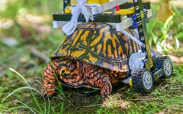turle