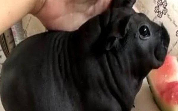 dog rat