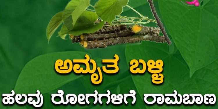 amrutha balli 1
