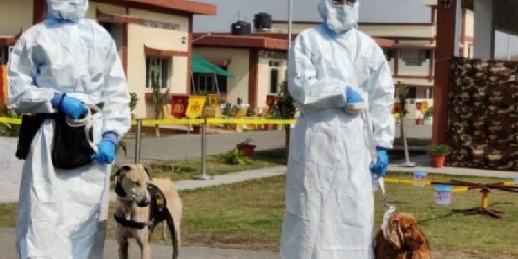 Indian Army trains indigenous dog breed chippiparai cocker spaniels to detect Covid 19 1