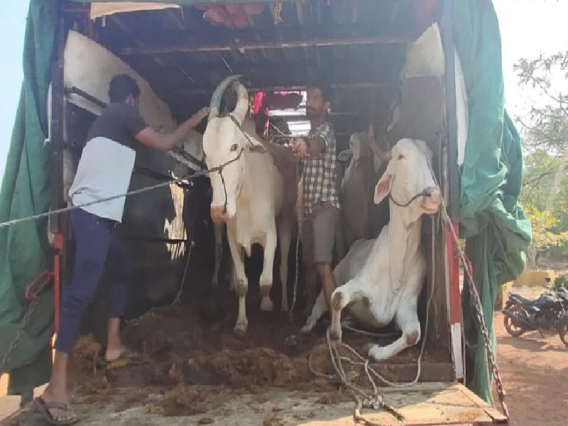 cow 01