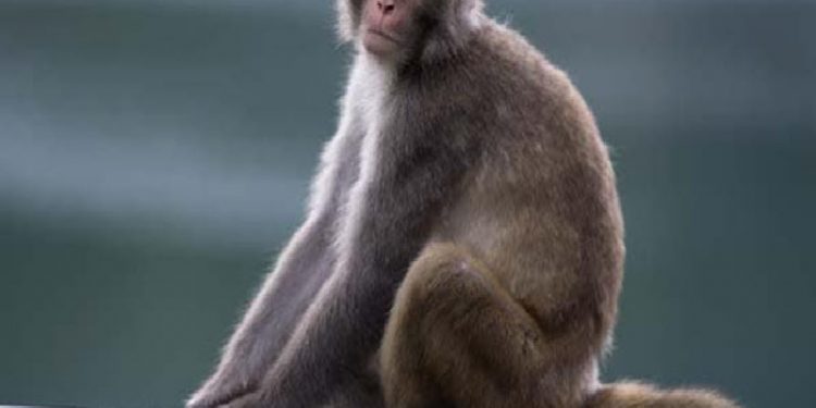 monkey
