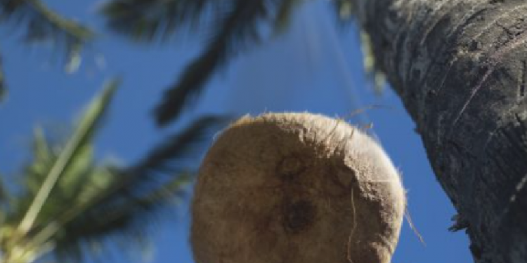 coconut