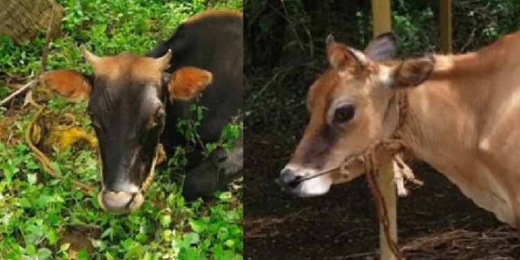 cow
