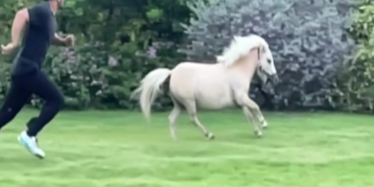 dhoni horse