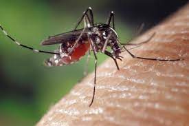 zika virus