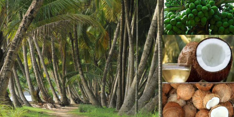 coconut day