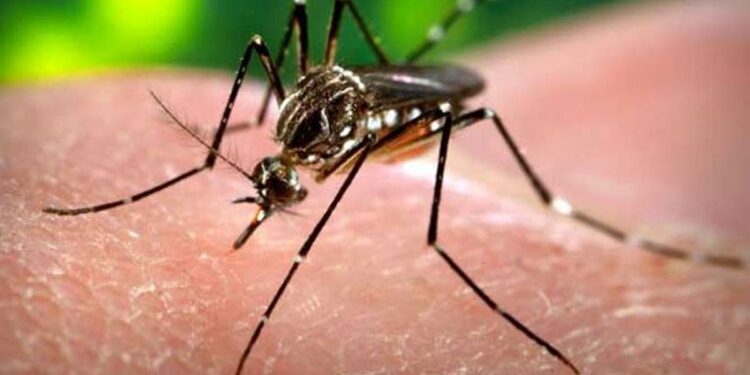 dengue-cases-were-reported-in-karnataka-till-jun-30-centre