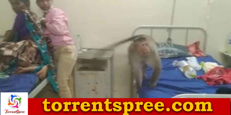 gadag monkey