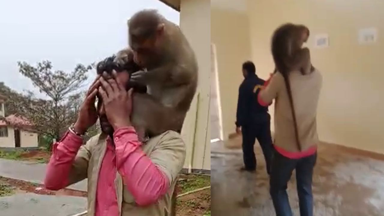 monkey attack1