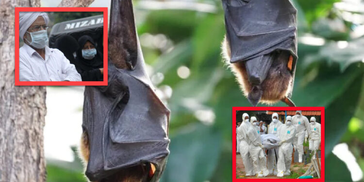 nipah