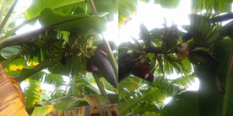 banana agriculture