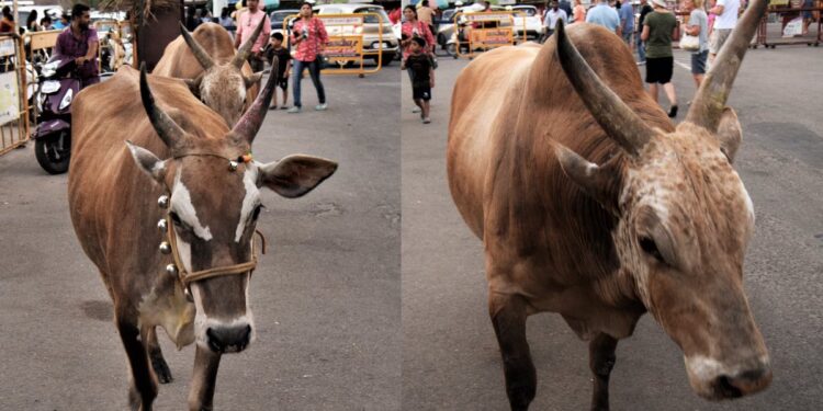 cattle-deaths-in-harikaranahalli-village