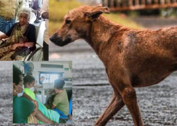 mandya dog attack