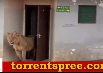 lion-entered-into-a-toilet-is-going-viral-on-social-media