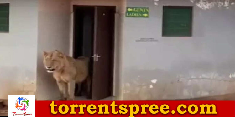 lion-entered-into-a-toilet-is-going-viral-on-social-media