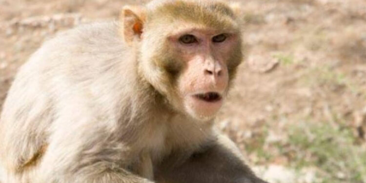 monkey