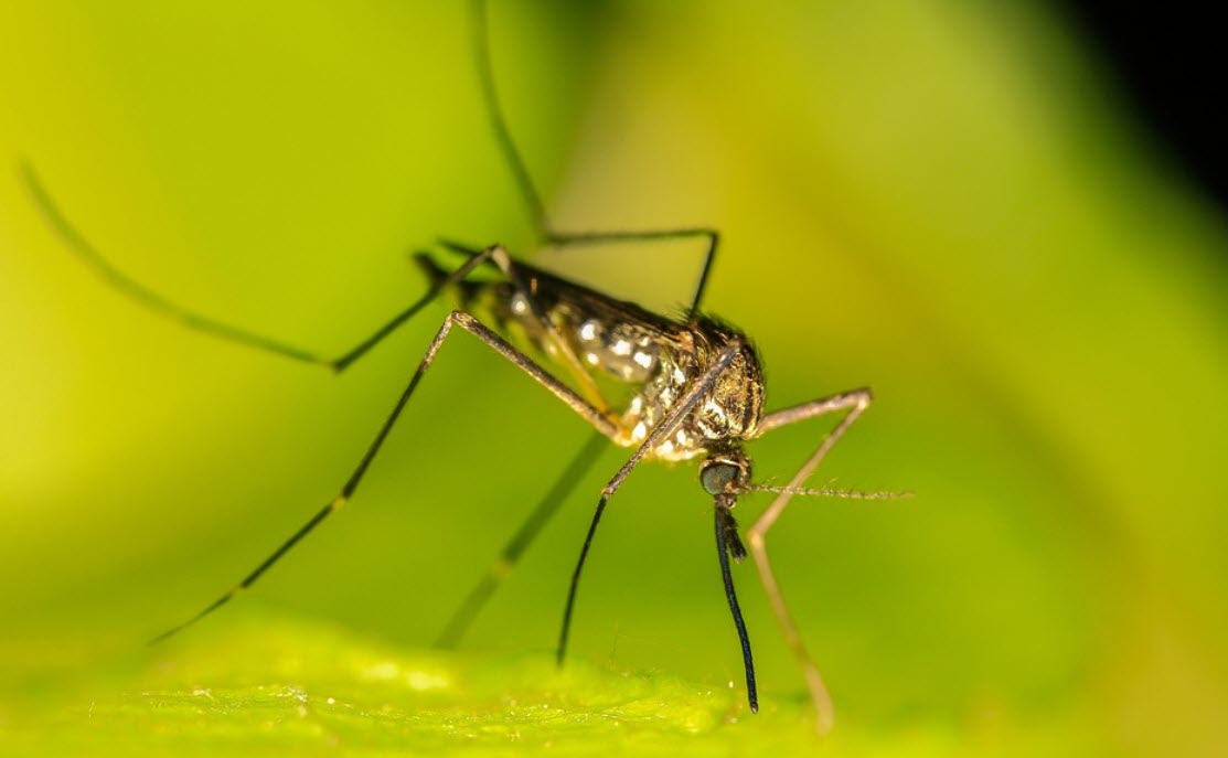 mosquito2
