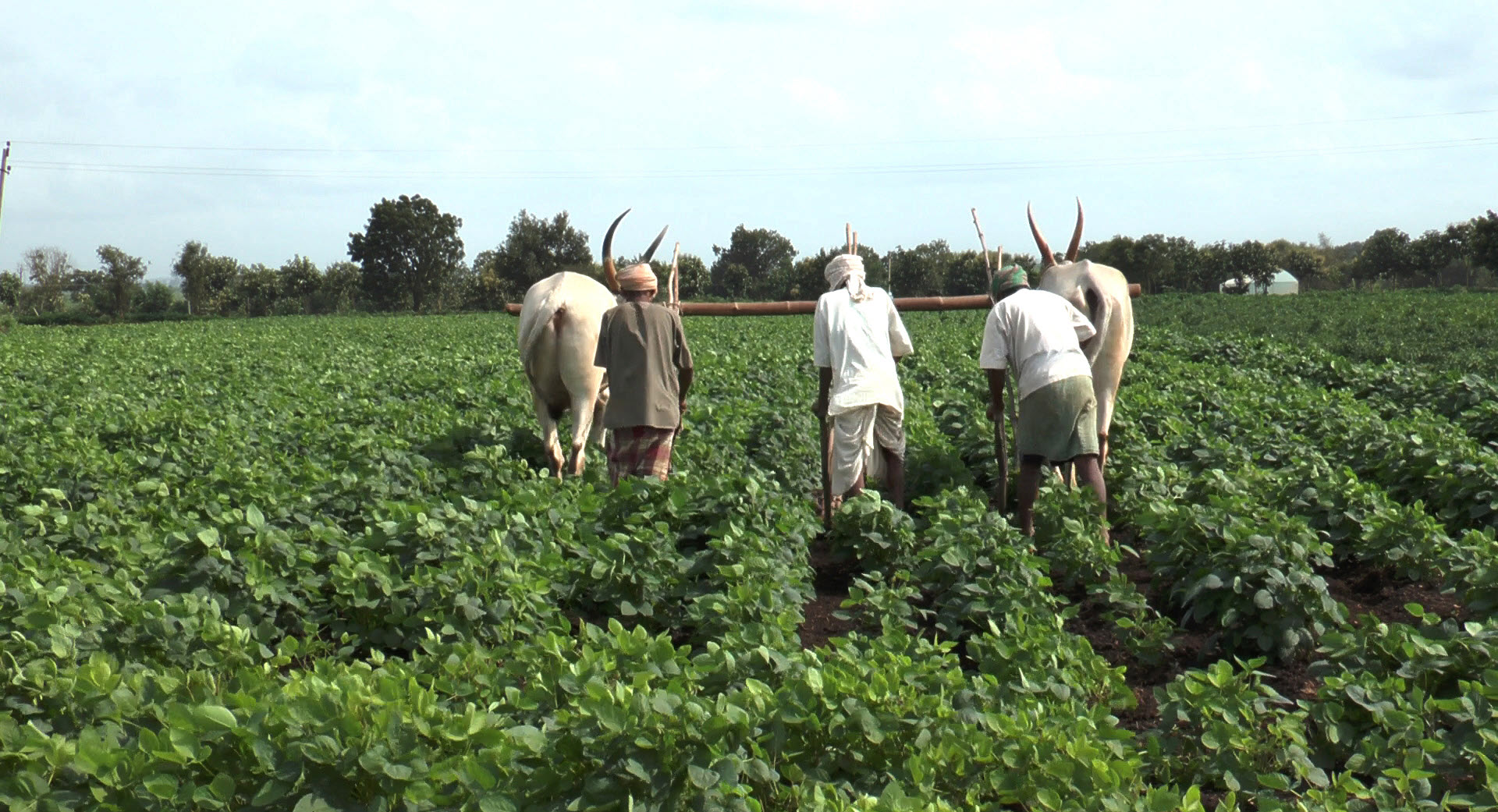inter cultivation harrowing 1