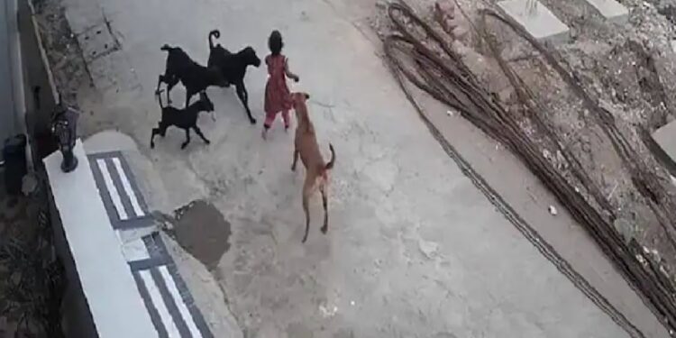 on-cctv-4-year-old-girl-bitten-dragged-by-dogs-in-bhopal-hospitalised