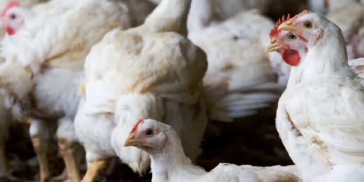 chicken theft v