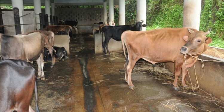 goshale-will-be-inaugurate-in-chikamagaluru-districts-in-karnataka-govt first go shale