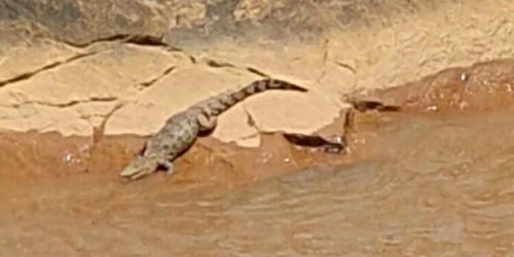 mangalore bantwala sarapai crocodile in netravati river