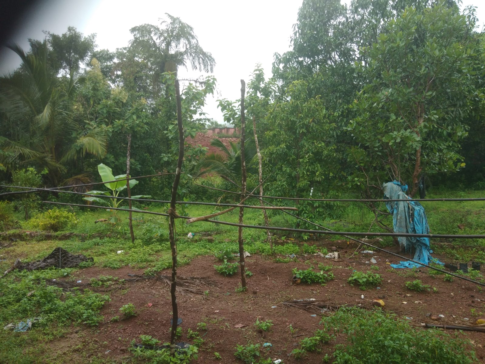 rain