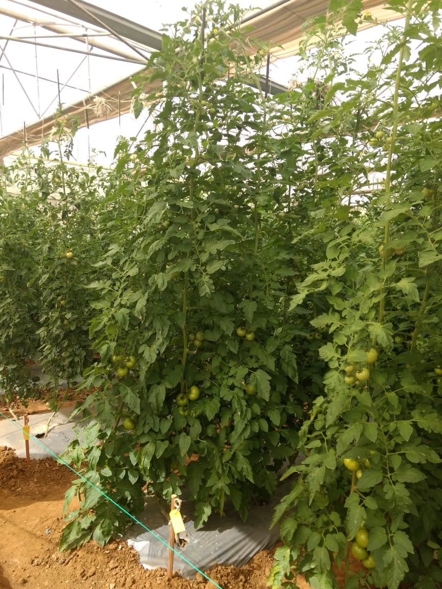 tomato plant