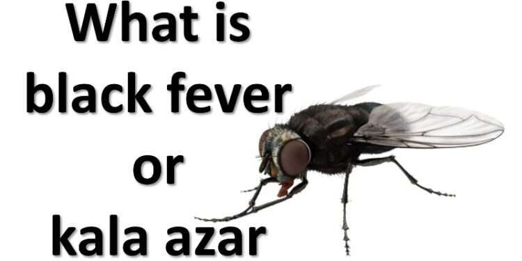 black-fever-kala-azar-spreads-west-bengal-know-what-it-is-symptoms-treatment-cause