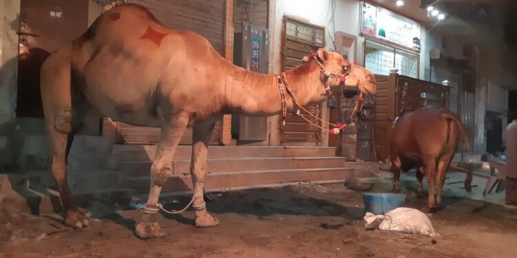 rescue-of-18-camels-brought-for-bakrid-festival