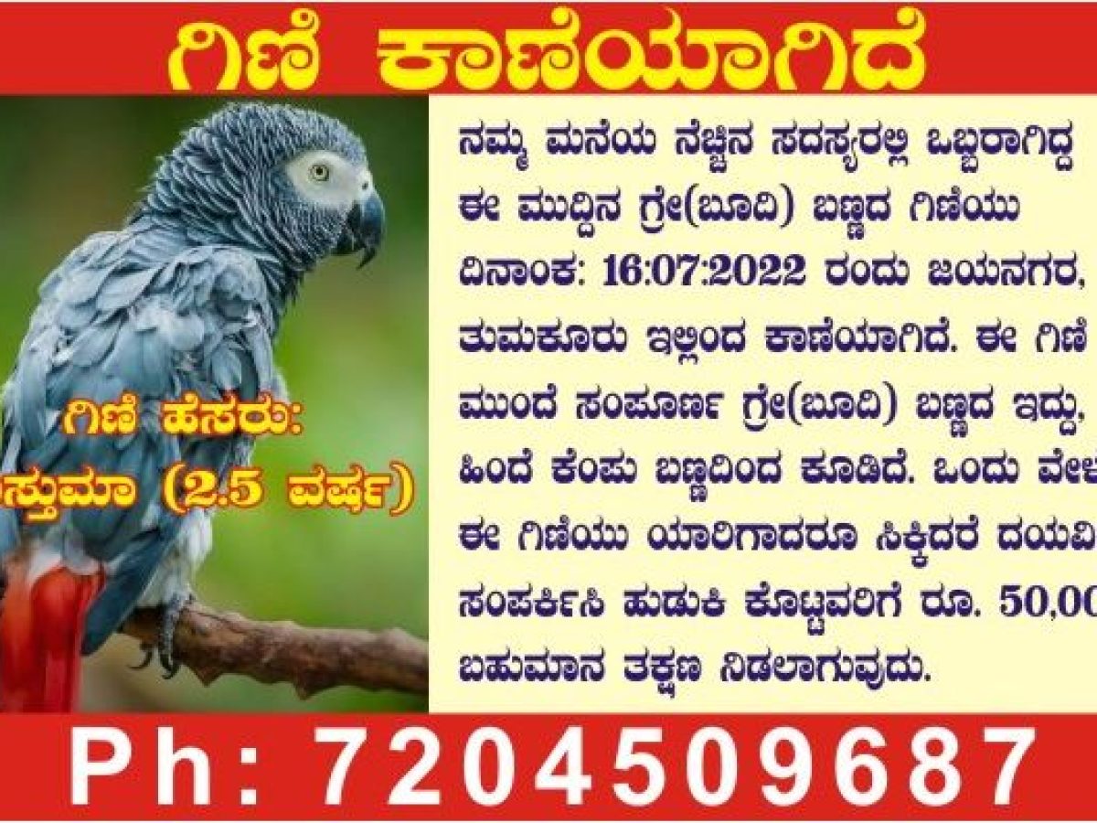 parrot