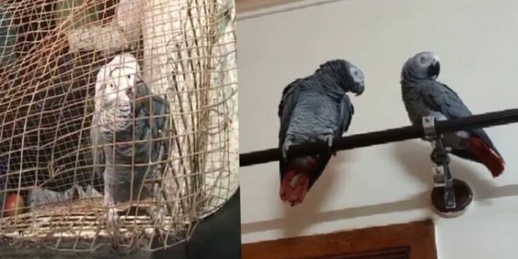 missing-parrot-found-in-tumakur