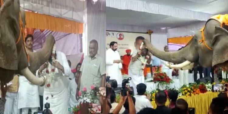 Laxman savadi chikkodi-belagavi minister-jc-madhuswamy-garlanded-by-an-elephant