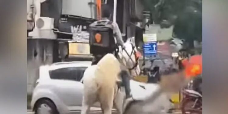 swiggy-ends-mystery-that-baffled-the-internet-and-the-horse-rider