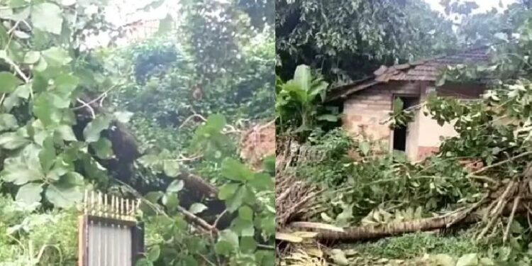Mangalore rain big-tree-fall-on-house-bantwal kodaje house damaged Trees fall on house