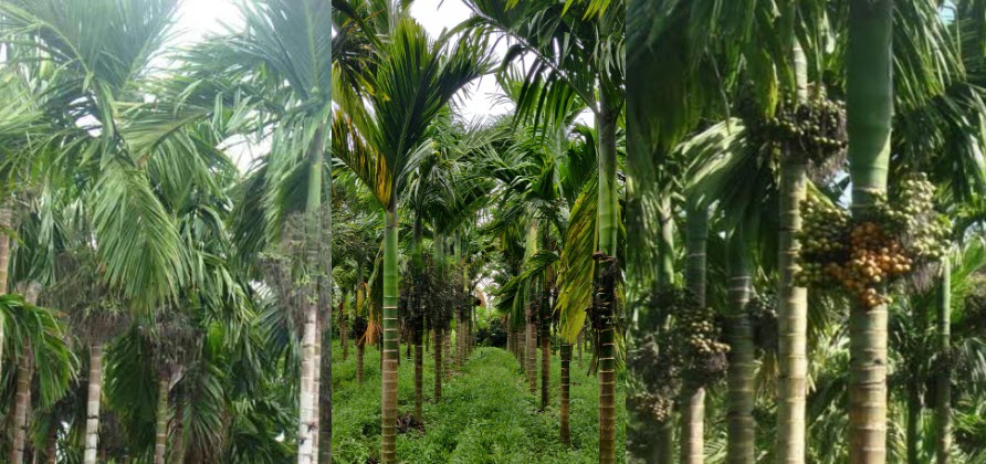 areca