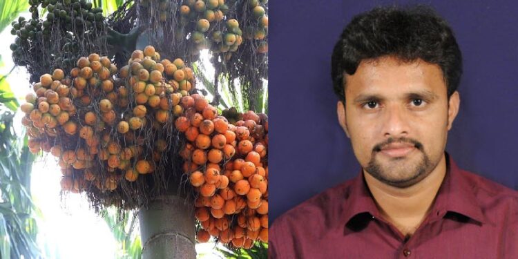 areca nut farm maintenance Bhavishya Anthara