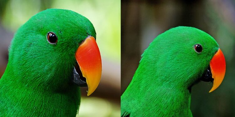 Parrot police station annoyed-by-neighbours-parrot-senior-citizen-files-complaint