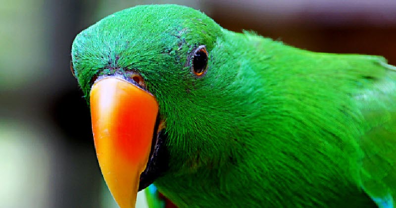 Parrot police station