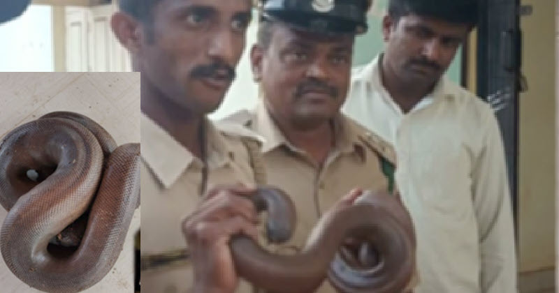 PDO Arrest