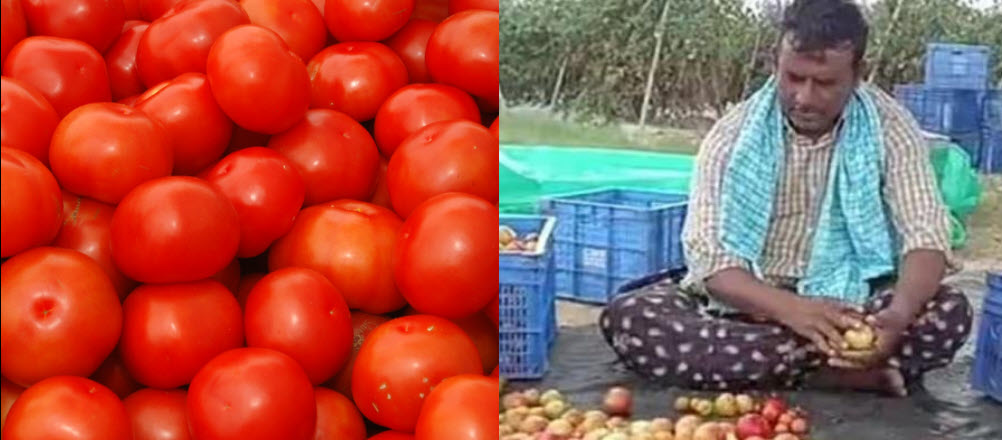 Tomato Yield Makes Andhra Farmer Crorepati Andhra Pradesh farmer earns three crore in 45 days