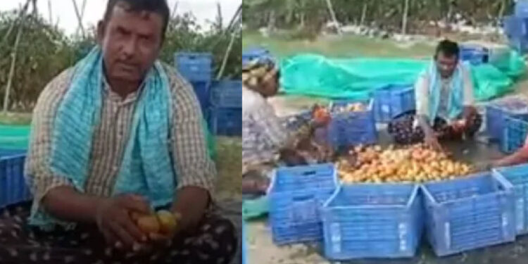 Tomato Yield Makes Andhra Farmer Crorepati Andhra Pradesh farmer earns three crore in 45 days