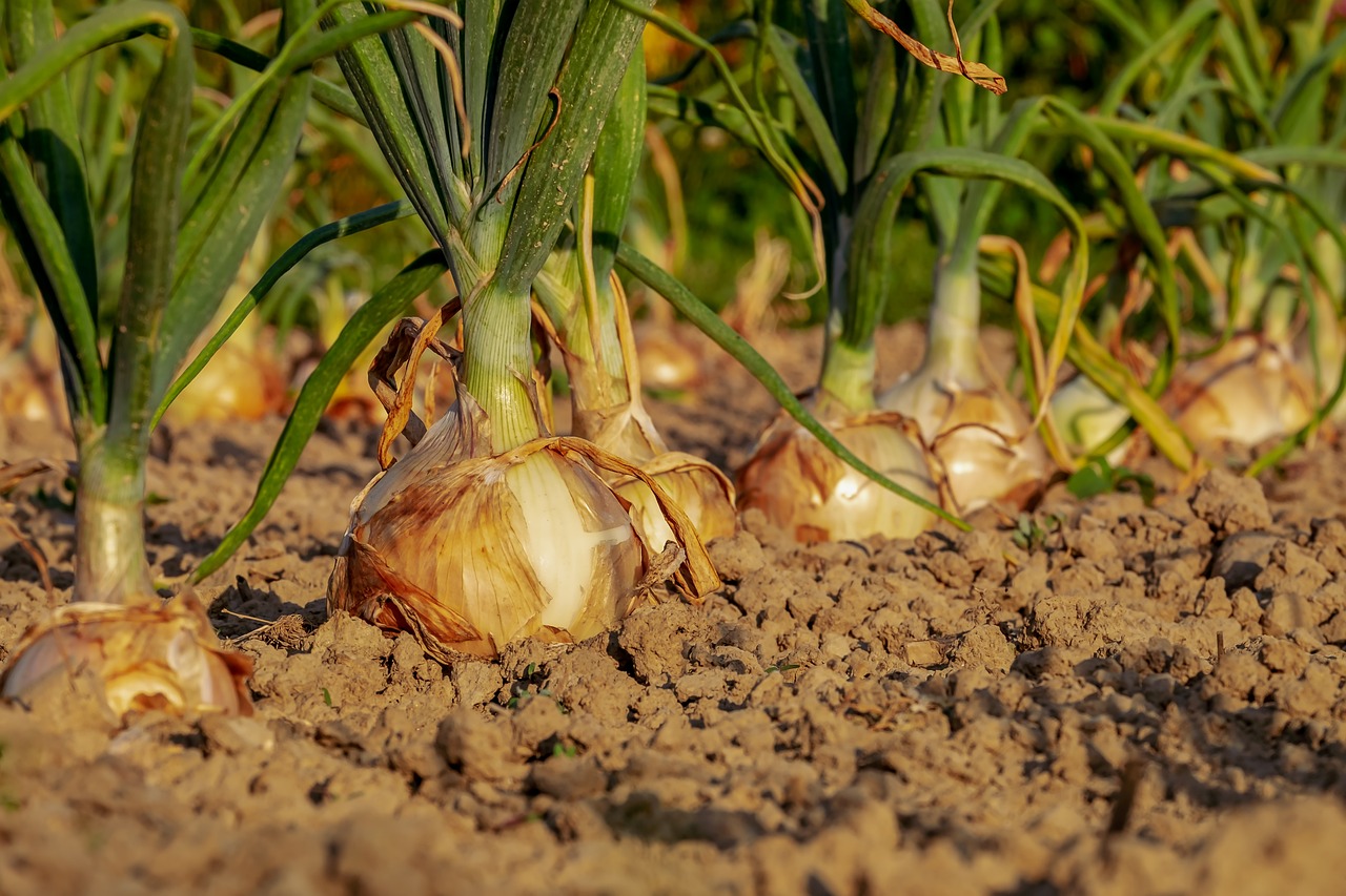 Onions bring tears Onion price going the tomato way