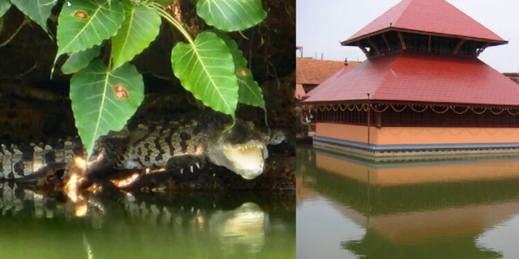 another crocodile seen at Ananthapura Temple after Babiya death