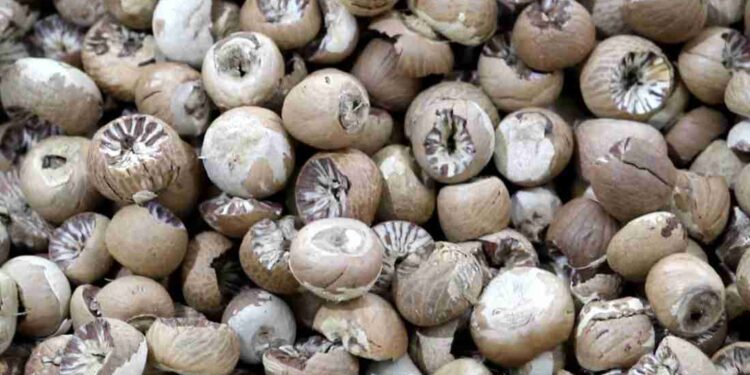 areca price