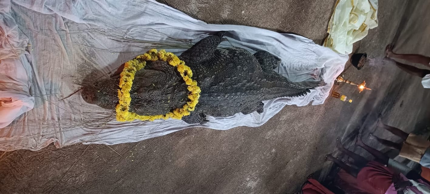 ಬಬಿಯಾ babiya